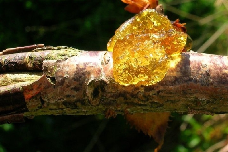 Гоммоз или камедетечение поврежденной ветки вишни