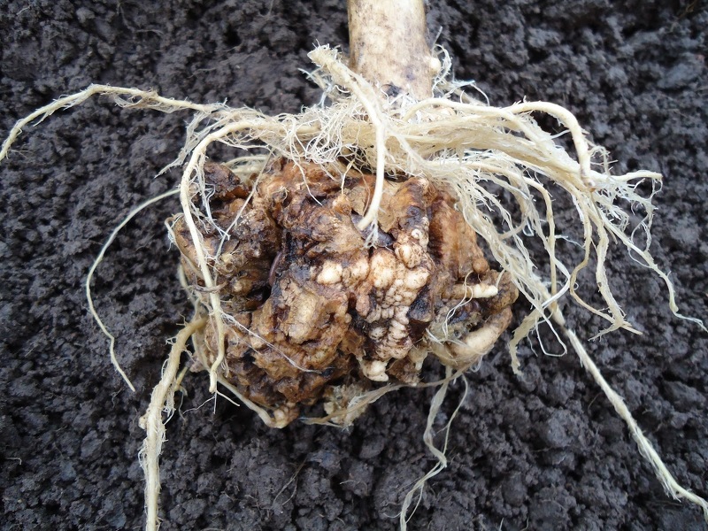 Кила на корневой системе капусты