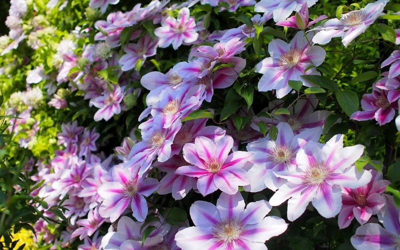 Клематис является одним из самых красивых вьющихся цветков