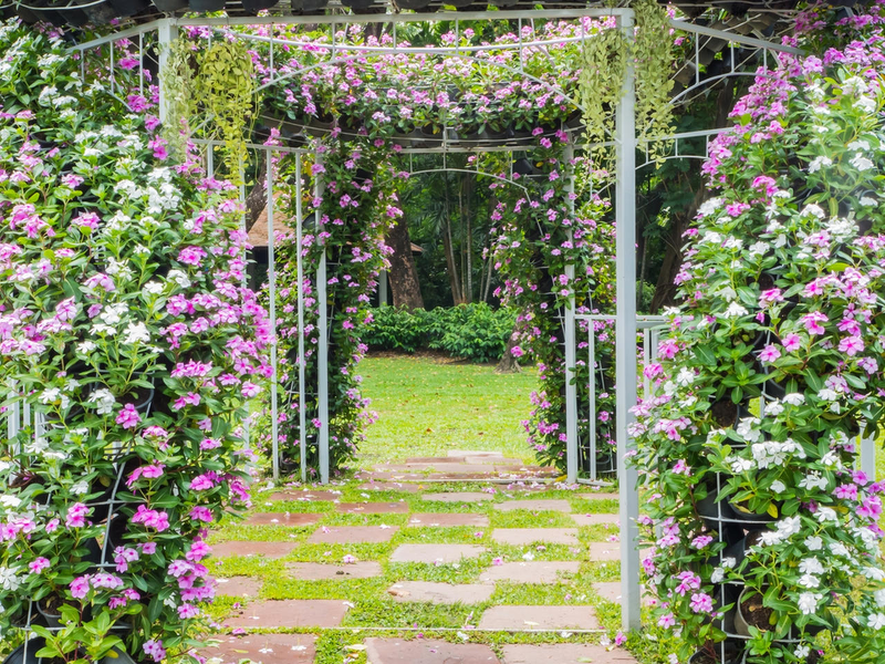 Клематисы в саду - фото композиции из белых и розовых сортов клематиса