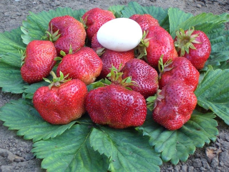 Клубника Чамора Туруси - ягоды размером с куриное яйцо