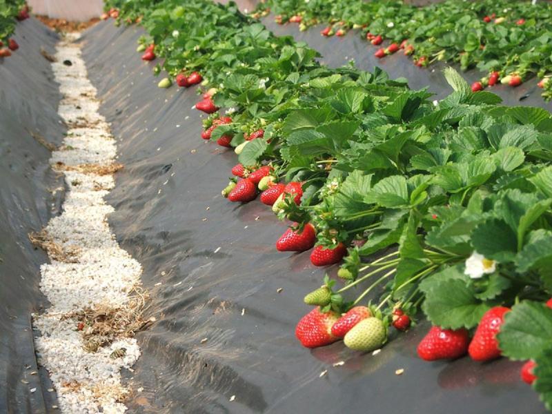Клубника Фриго всегда дает высокий урожай крупных ягод