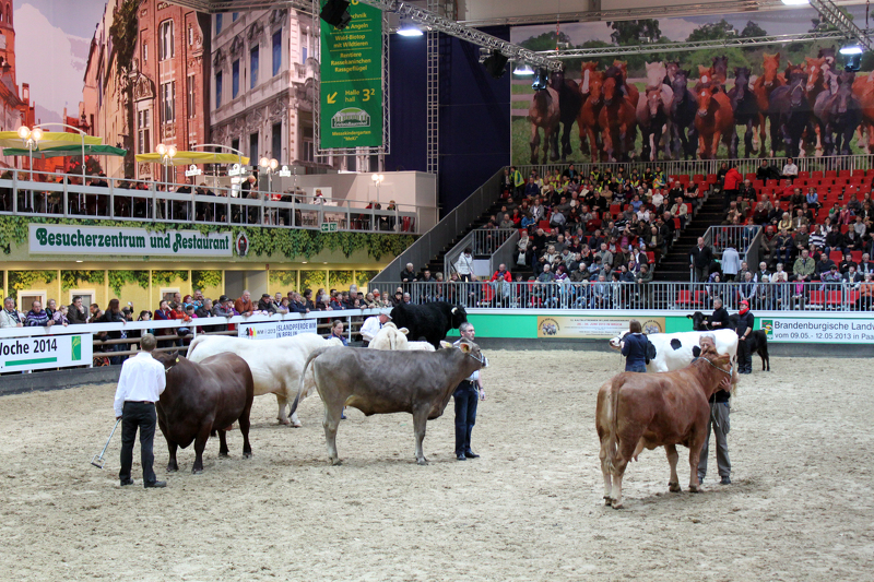 Конкурс крупного рогатого скота на выставке Зеленая Неделя в Берлине  