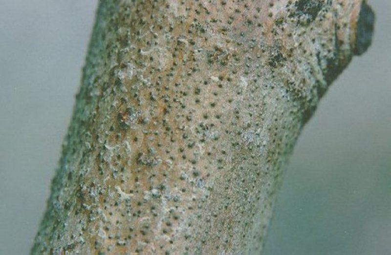 Кора дерева, зараженного цитоспорозом
