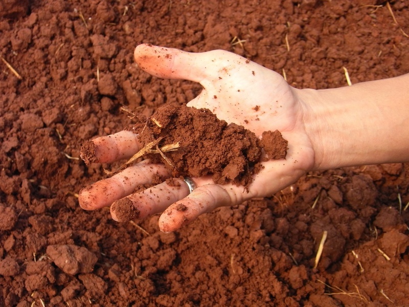 Почва на участке бордового цвета - значит высокое содержание глины с железом