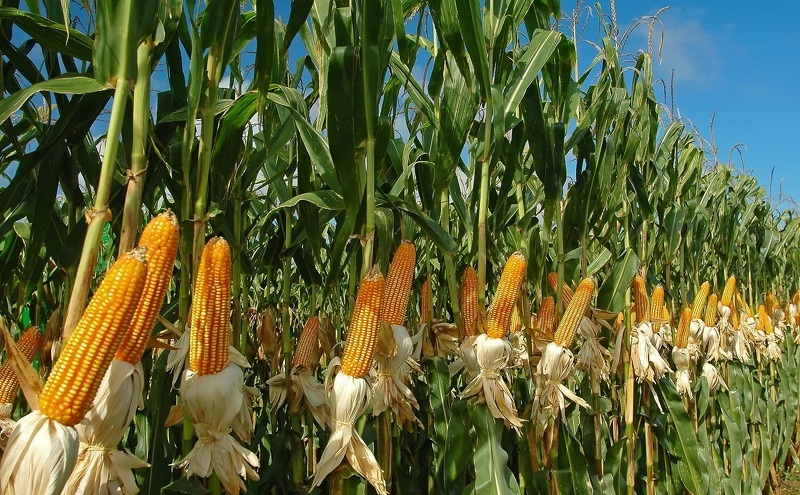 Посадка кукурузы и уход в открытом грунте