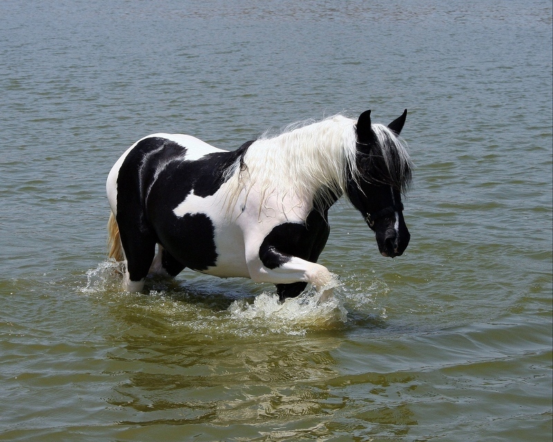 В Степанов день к лошадям проявляли особую заботу, купали и поили очищенной серебром водой