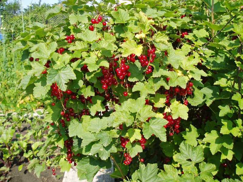 При хорошем уходе куст красной смородины дает до 7 килограмм ягод