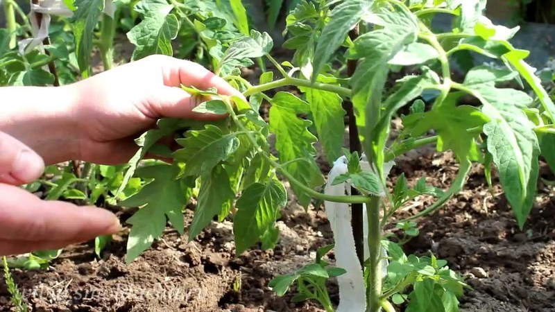 Кусты помидор Хурма нуждаются в регулярном пасынковании