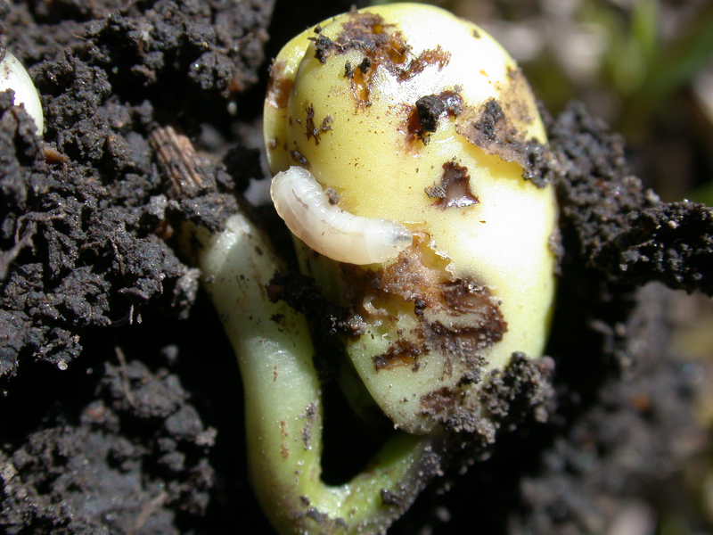 Личинка ростковой мухи - вредители кабачков фото