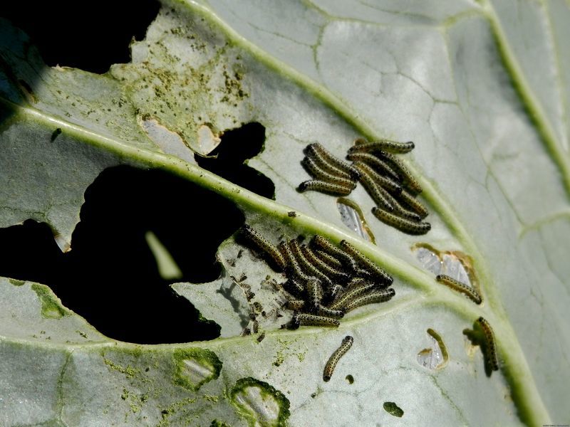 Личинки капустной совки