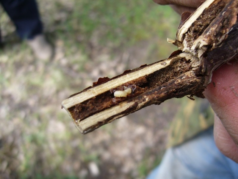 Личинки стеклянницы внутри поврежденного стебля