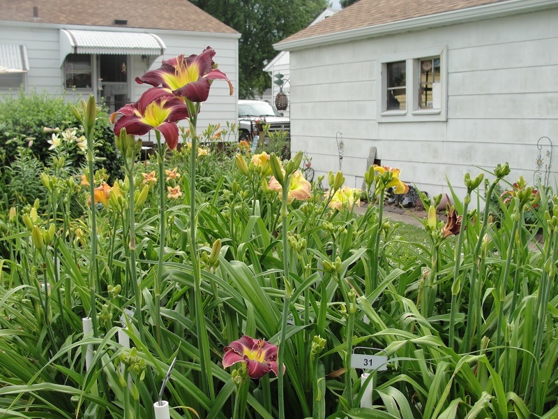 Выращивая в саду разные сорта лилий отметьте их табличками, или ярлыками
