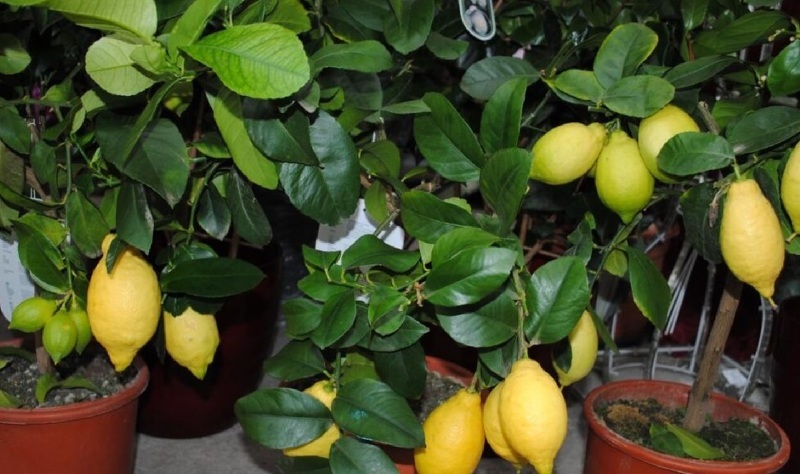 Павловские лимоны специально выведены для домашнего выращивания