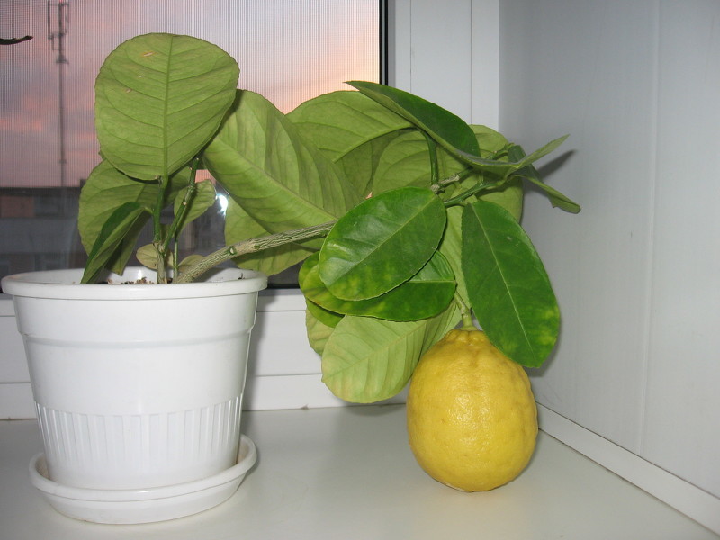 При нормальном развитии лимон требует ежегодной пересадки в большую емкость