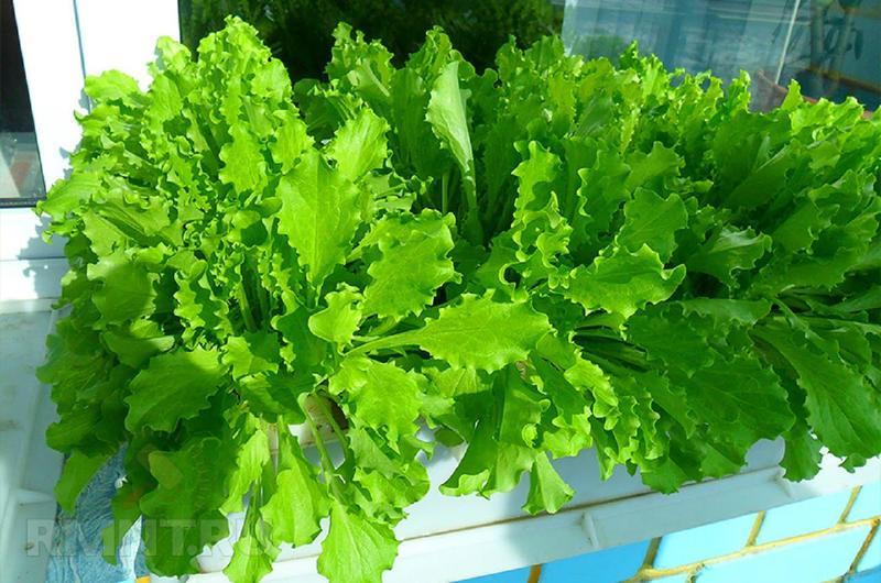 Листовой салат неприхотлив и дает хороший урожай в домашних условиях
