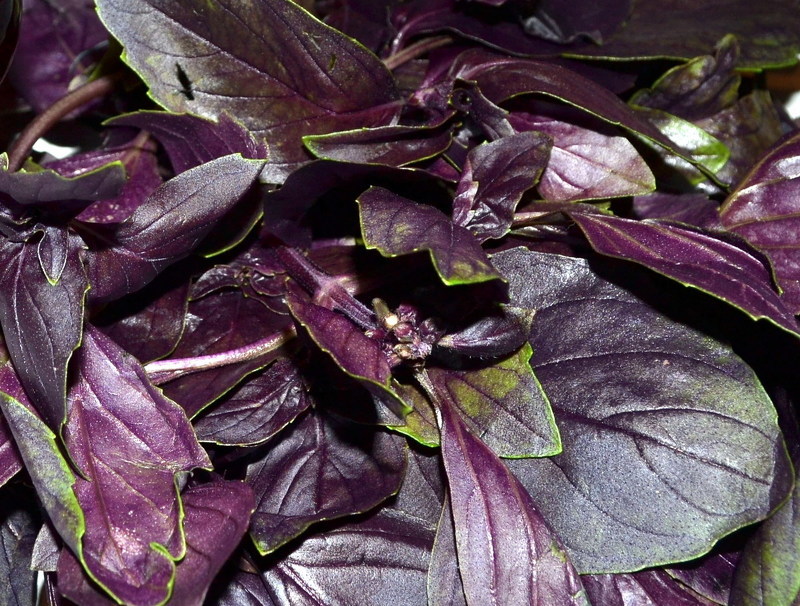 Листья фиолетового базилика вкуснее и нежнее зеленого