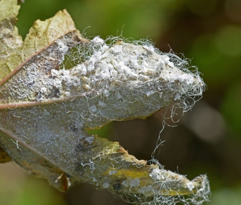 Белокрылка на винограде приводит к заражению грибковыми заболеваниями