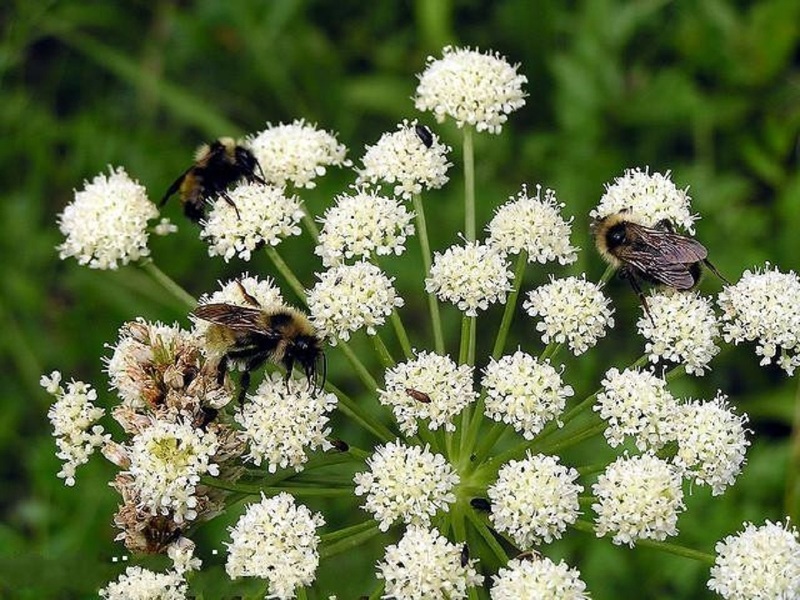 Любисток в период цветения привлекает насекомых