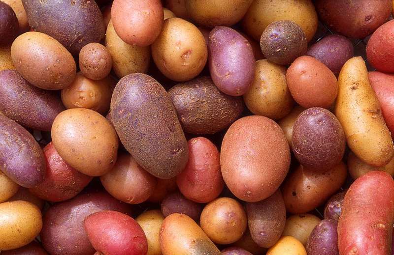 Сорта картофеля для средней полосы России с фото и характеристикой