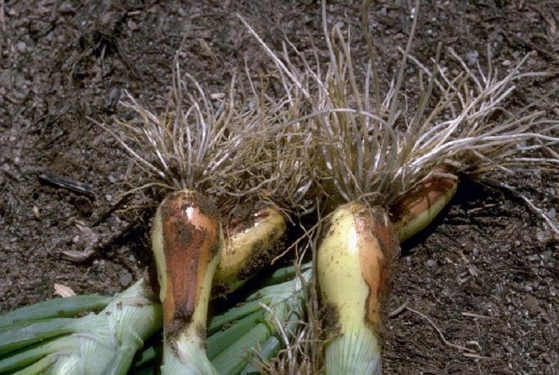 При поражении растения нематодой луковицы плохо развиваются