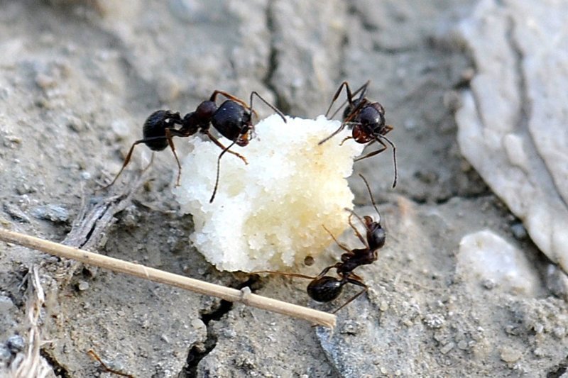 Манка поможет от муравьев в доме и огороде