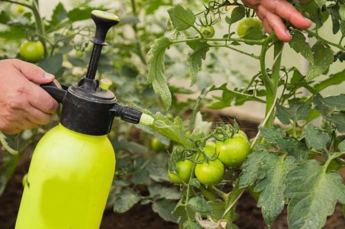 Раствор метронидазола зщищает томаты от фузариоза