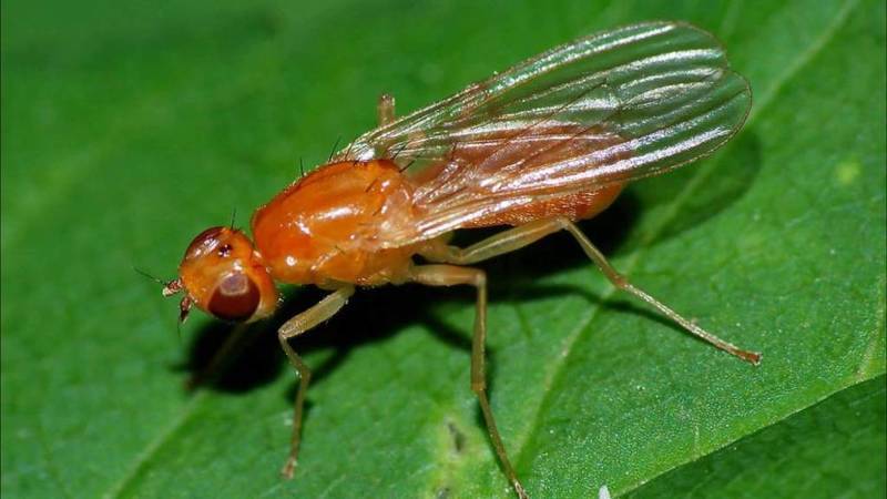 Личинка морковной мухи может уничтожить всю посадку любистока