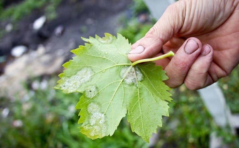 Мучнистая роса на листе винограда