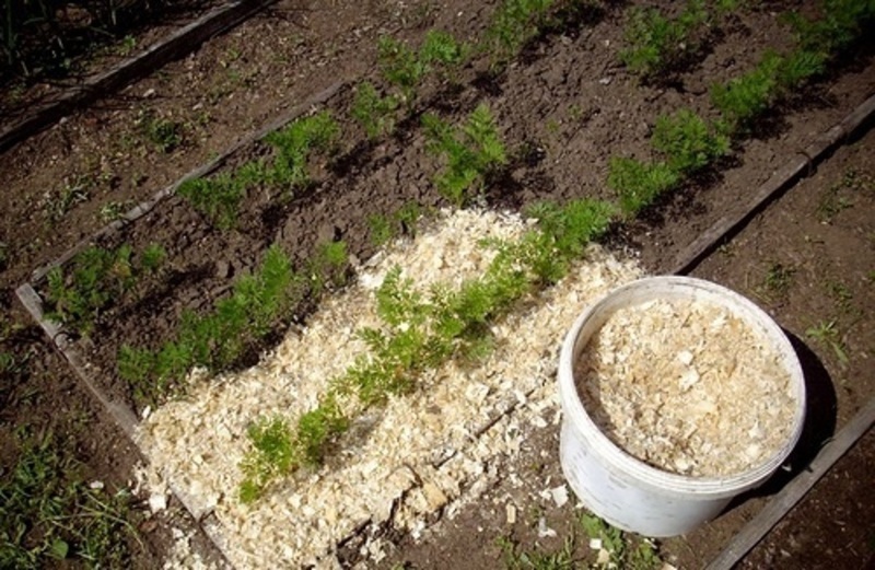 Свежие опилки применяют для повышения кислотности почвы