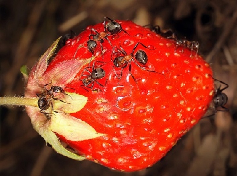 Муравьи повреждают ягоды клубники, и переносят на растения грибковые заболевания