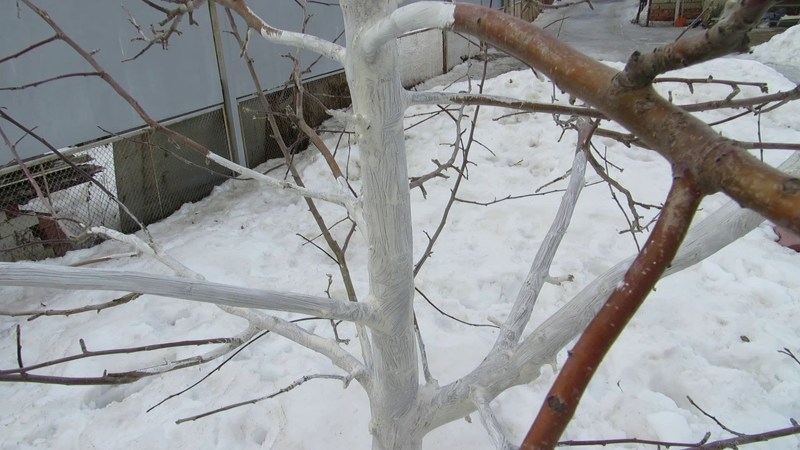 Наносим слой побелки на деревья для защиты коры от перепадов температуры