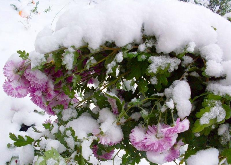 Не подготовленные к зиме цветы замерзнут и погибнут