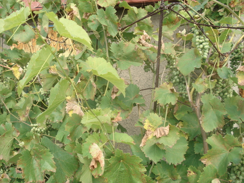 Проблемы с виноградом при нехватке железа