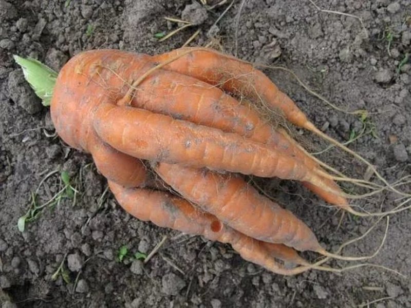 Перенасыщение органикой и азотистыми удобрениями приводит к изменению формы моркови