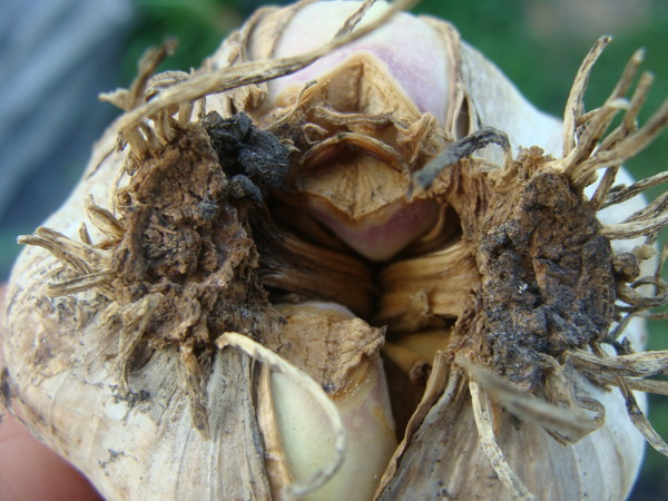 При поражении стебля нематодой луковица неправильно развивается и гниет