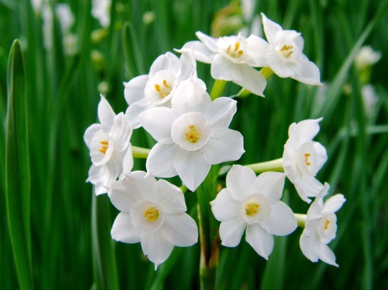 Нарциссы - ранние цветы с безупречным декоративным видом