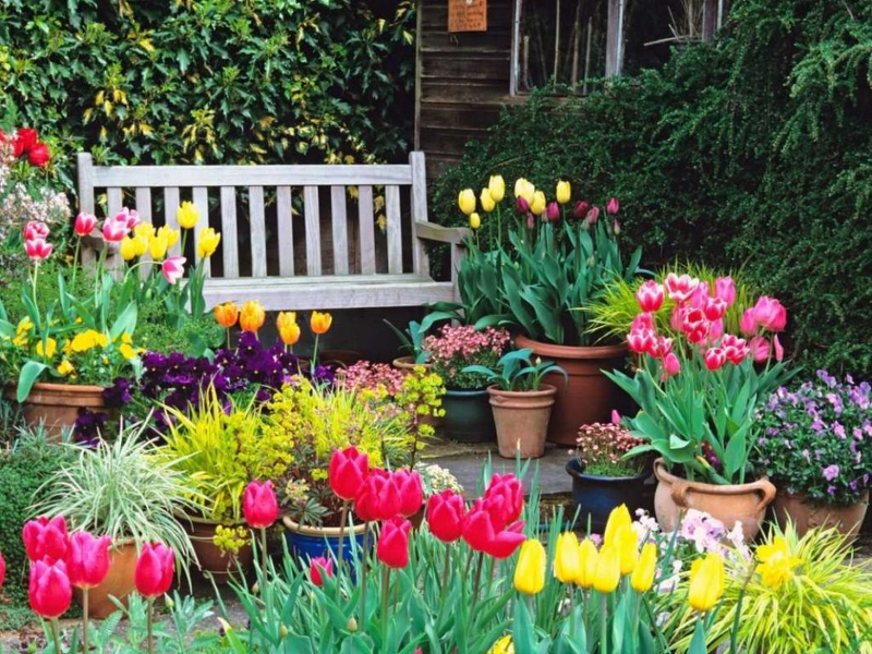 Тюльпаны украсят ваш участок ранней весной