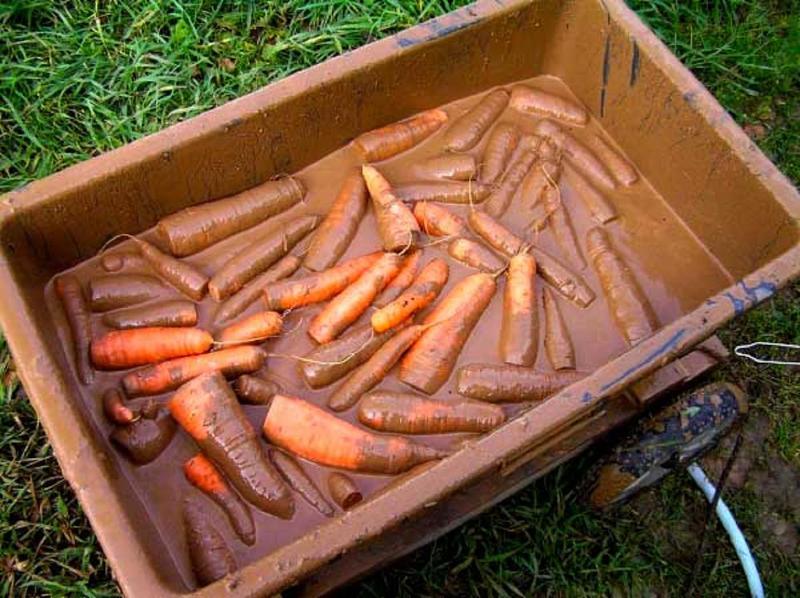 Обработка моркови глиняной болтушкой для хранения