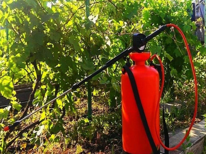 Обрабатывать виноград после цветения химией рекомендуется с помощью специального опрыскивателя