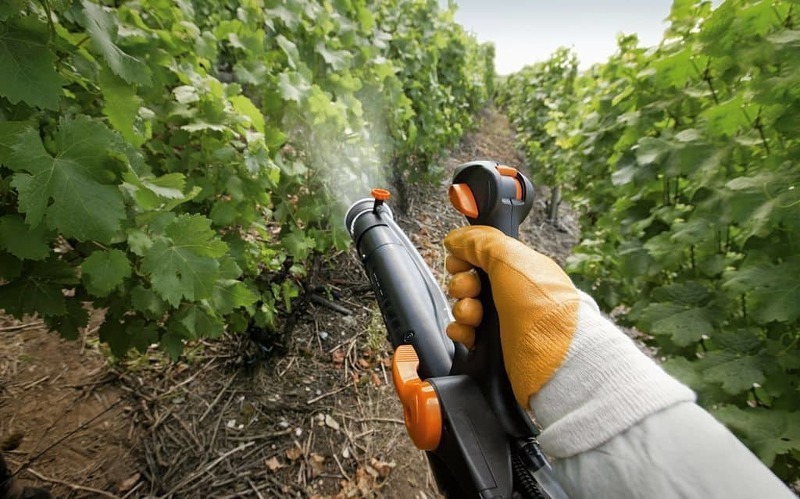 Для обработки винограда от заболеваний чаще всего применяют йод и соду