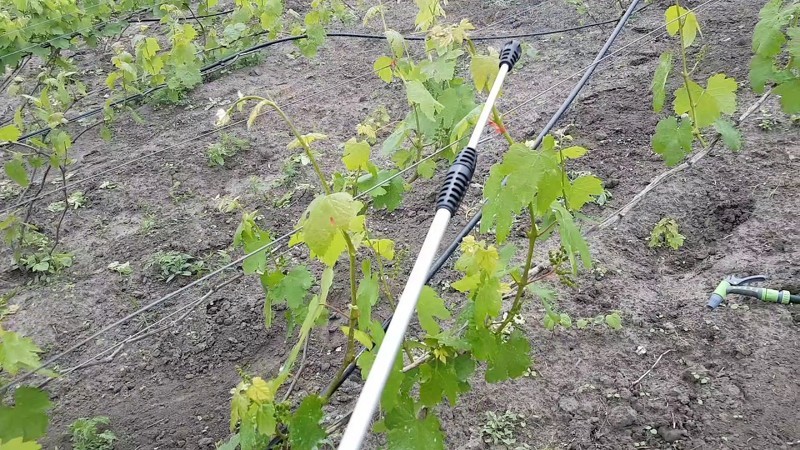 Обработка винограда весной содовым раствором