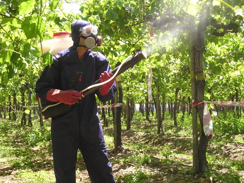 Обработка виноградника от вредителей и болезней