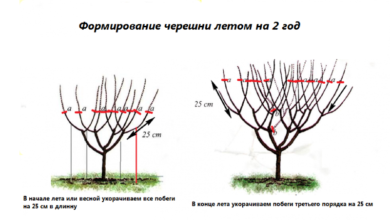 Защита от вредителей