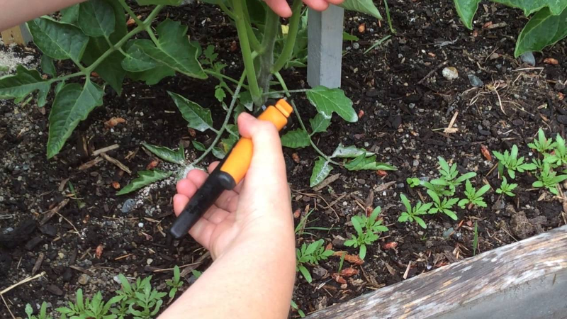 Обрезка листьев томата способствует лучшему развитию и скорейшему созреванию помидор