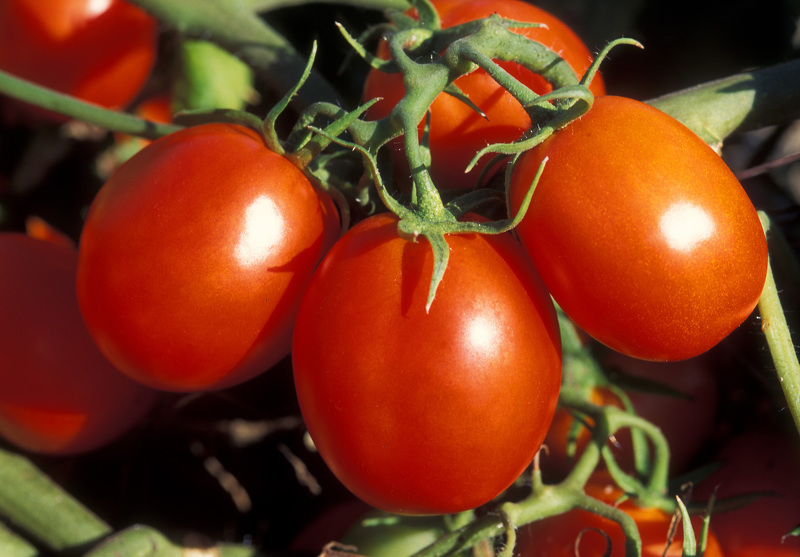 Обрезка листьев томатов способствует быстрому созреванию