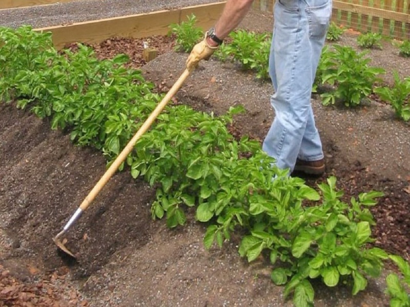 Окучивание картофеля в период вегетации