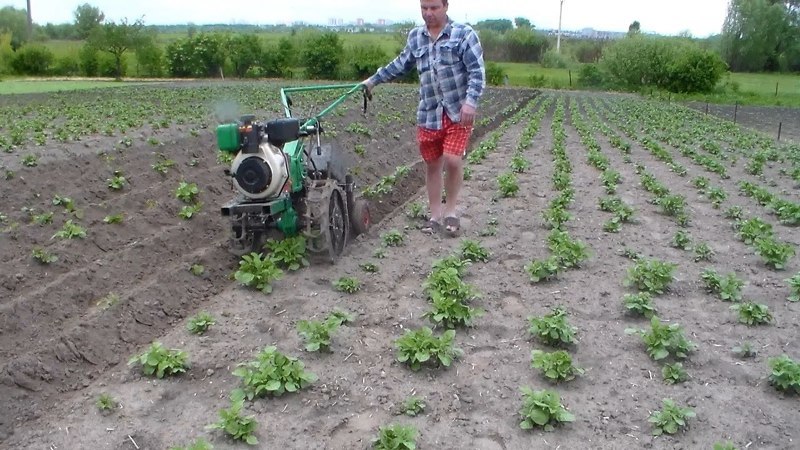 Окучивание картофеля помогает насытить грунт кислородом и способствует повышению урожайности
