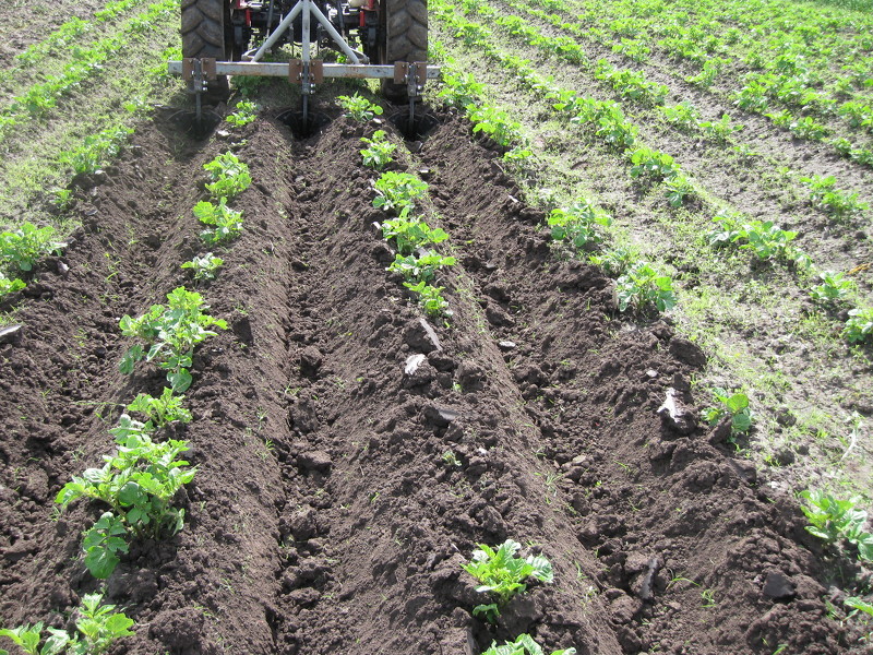 Окучивание полей картофеля трактором