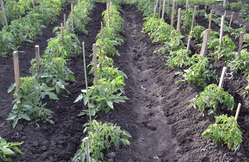 Для усиления и укрепления корневой системы проводят окучивание куста томата со всех сторон